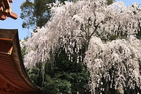 Nara Cherry Blossom Highlights Spring Day Tour from Osaka Shared Tour, Meet at Tsurutontan Soemoncho