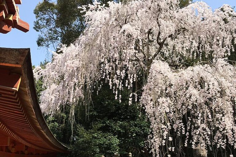 Nara Cherry Blossom Highlights Spring Day Tour from Osaka Shared Tour, Meet at Tsurutontan Soemoncho