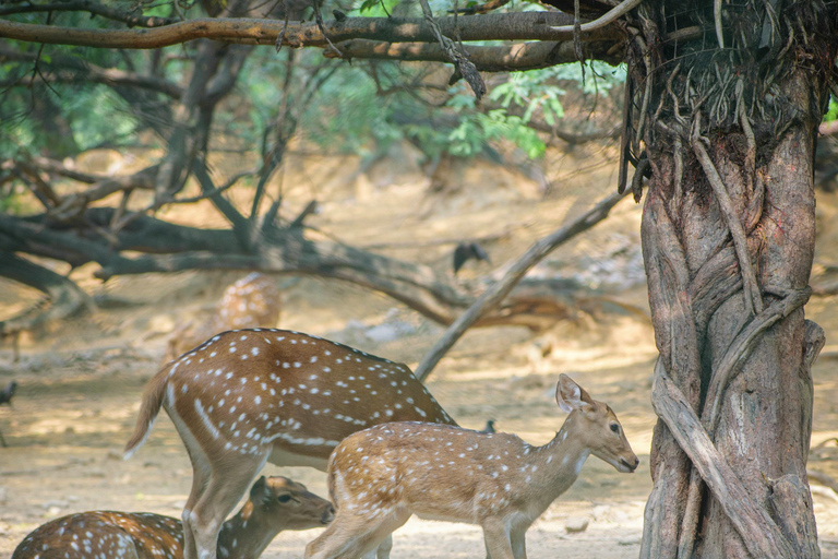 Delhi: tour a pie por el parque de los ciervos y el pueblo de Hauz KhasDelhi: Tour a pie por el Parque de los Ciervos y el pueblo de Hauz Khas