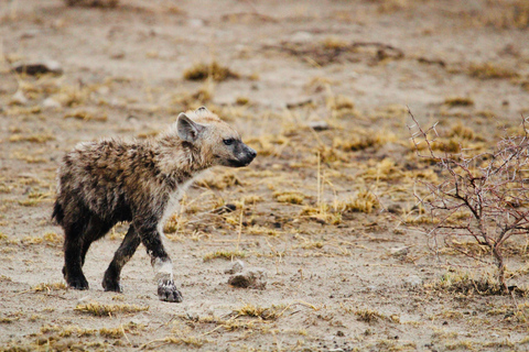Windhoek: 3-Day Guided Safari in Etosha with Lodge