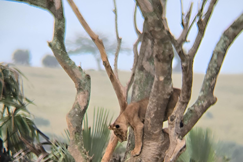 乌干达：2 天基巴莱黑猩猩徒步之旅和默奇森瀑布乌干达：基巴莱、塞穆利基和默奇森瀑布 3 日游