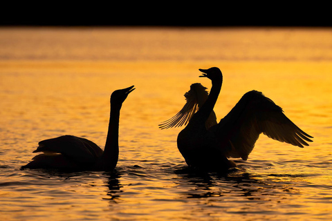 Atelier de photographie animalière pour débutantsAtelier de groupe pour débutants en photographie de la faune et de la flore