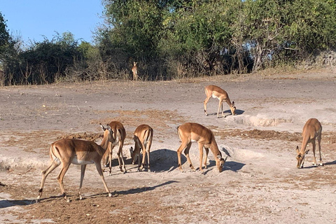 رحلة يومية إلى تشوبي من مدينة ليفينغستون