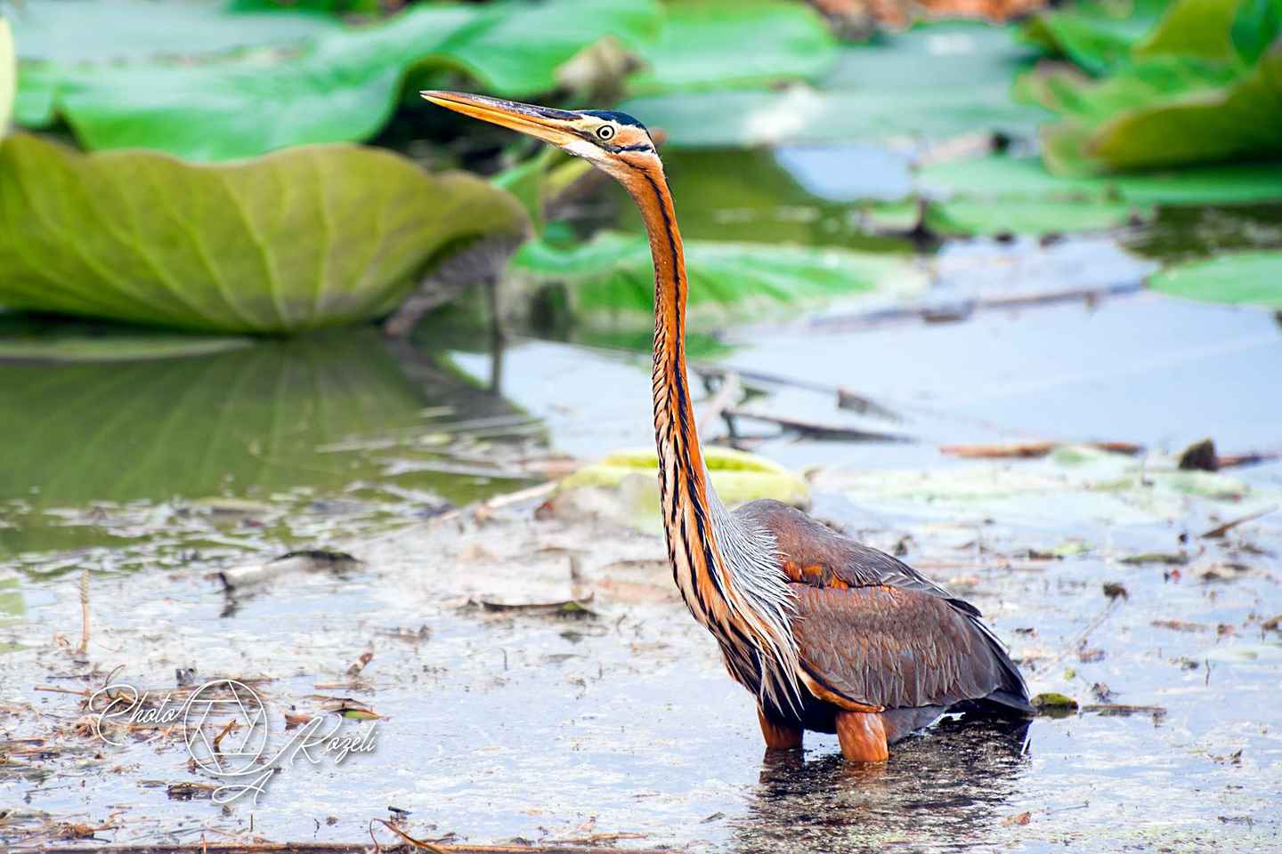 Mantua: Panoramic Cruise with Guide, Natural Oasis and Water Elevator