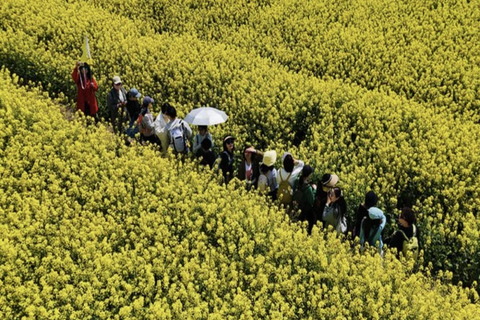Shanghai: Tongzhou River Island & Fruit Picking Day Trip