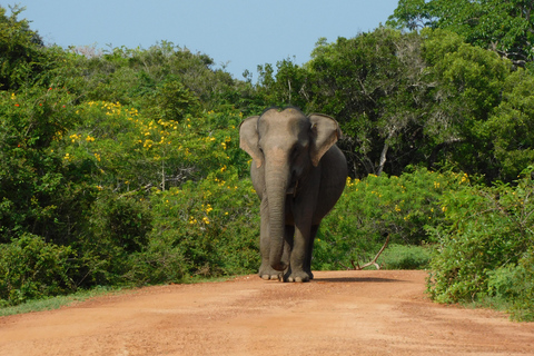 Yala Safari: High-Luxury PRIVATE Tours with Entry Tickets Half Day (6 hours) Safari PRIVATE Tours morning or afternoon