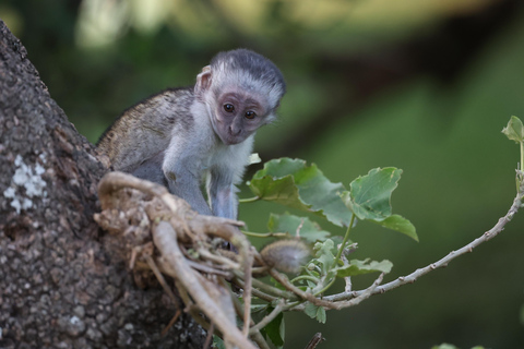 Addis Ababa: Debre Libanos Wildlife Tour
