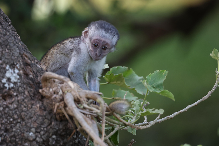 Addis Ababa: Debre Libanos Wildlife Tour