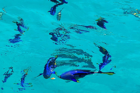 Group Tour Zanzibar: Safari Blue Snorkeling Trip with Lunch