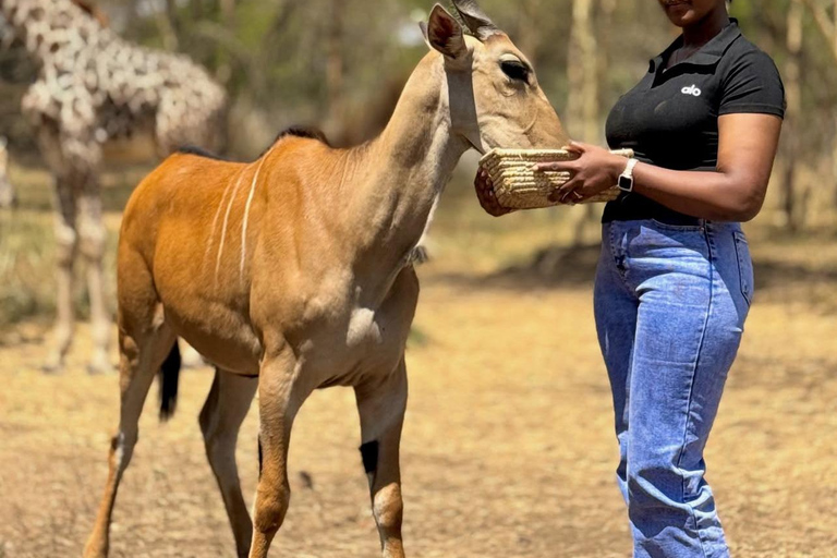 Moshi/Arusha : Day trip serval wildlife & Masai village tour Moshi / Arusha: Visit to Maasai Village