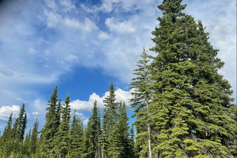 Glacial Lake, Waterfall and rainforest. Beauty of Turnagain!