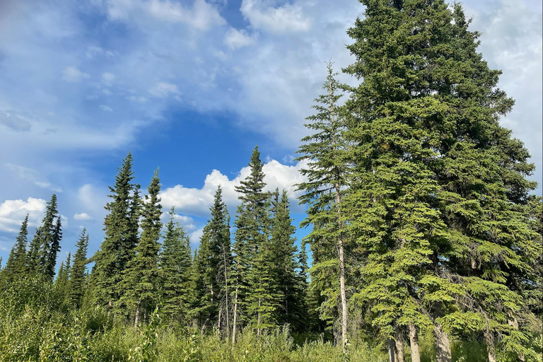 Glacial Lake, Waterfall and rainforest. Beauty of Turnagain!