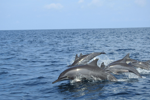 Crucero con delfines, snorkel, nado con tortugas y puesta de sol