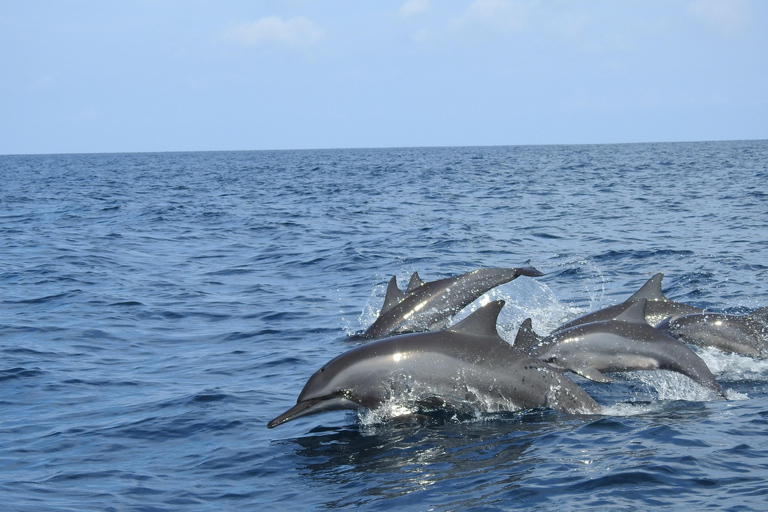 Dolphin, Snorkeling, Swimming With Turtles and SunSet Cruise