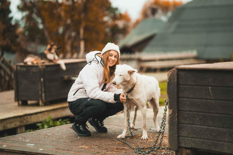 Tromsø: ontmoet husky&#039;s en geniet van zelfgemaakte chocoladetaart