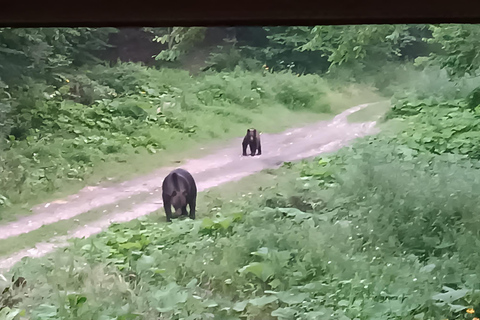 Brașov: 4-Hour Bear Watching Tour in Carpathian Mountains