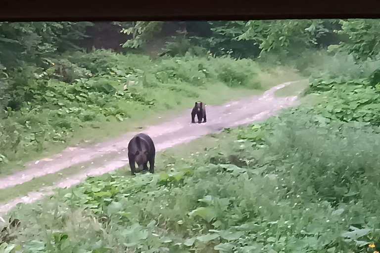 Brașov: 4-Hour Bear Watching Tour in Carpathian Mountains