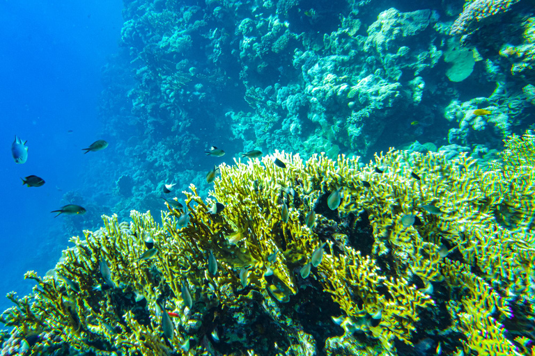 La Paz: Coral Farm Snorkel Tour
