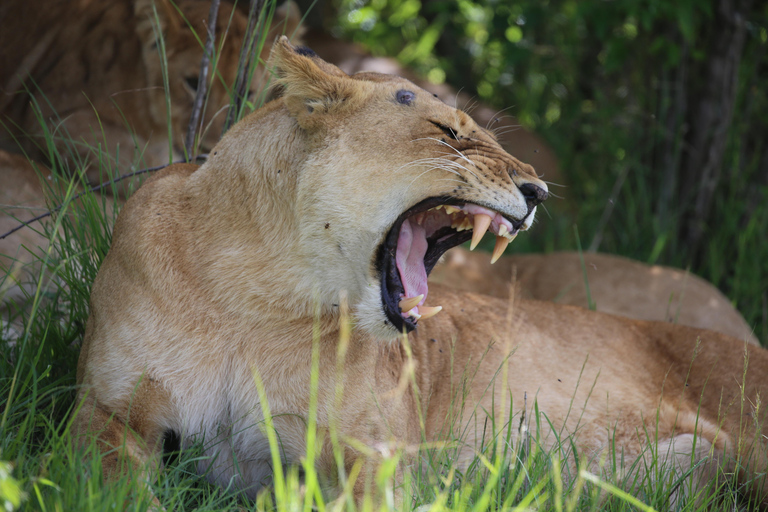 Parco nazionale di Nairobi, orfanotrofio degli elefanti e centro delle giraffeParco Nazionale di Nairobi, DSWT e Centro delle Giraffe senza ingresso
