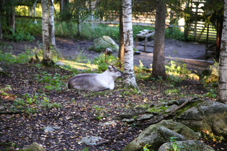 Rovaniemi: trip to the Ranua Zoo (transportation, tickets)
