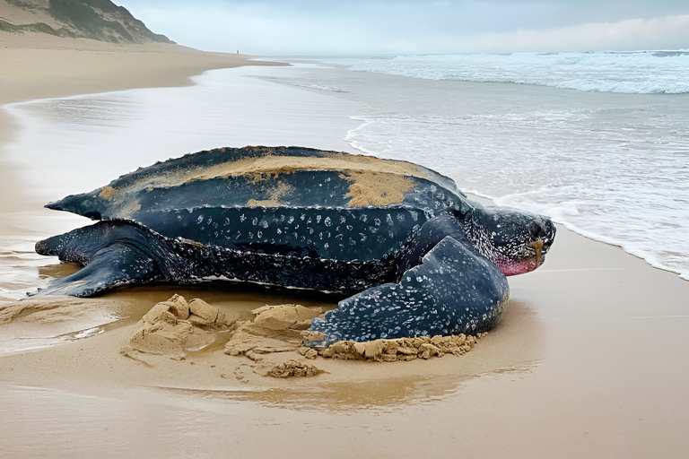 8-dniowa wycieczka safari do Parku Narodowego Krugera, St Lucia i Sodwana