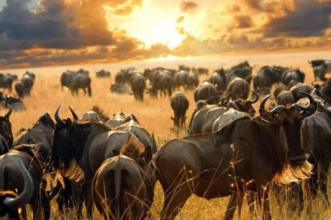 Nairobi:5Days Maasai Mara,Lake Nakuru &Naivasha Group Safari Accomodation Upgrade