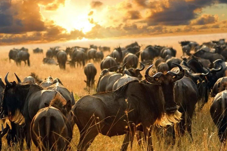 Nairobi:5Days Maasai Mara,Lake Nakuru &Naivasha Group Safari Accomodation Upgrade