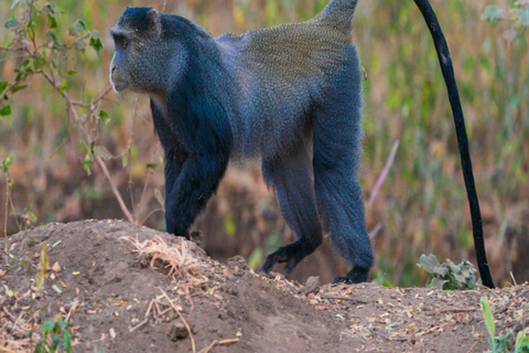 Jozani Forest & Turquoise Waters Turtle Swim at Salaam Cave TOUR WITHOUT HOTEL PICKUP AND DROP OFF