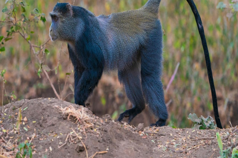 Jozani Forest & Turquoise Waters Turtle Swim at Salaam Cave TOUR WITHOUT HOTEL PICKUP AND DROP OFF