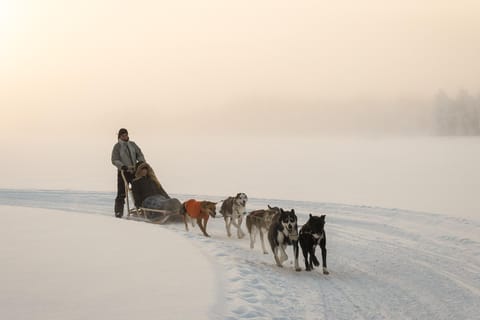 Rovaniemi: Husky-Safari bei Tag