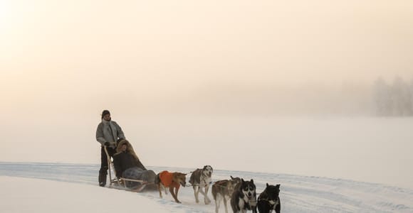 Rovaniemi: Daytime Husky Safari