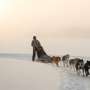Rovaniemi: Safari diurno con huskies