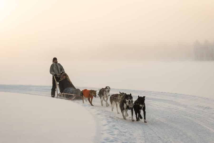 Rovaniemi: Husky-Safari bei Tag. Foto: GetYourGuide