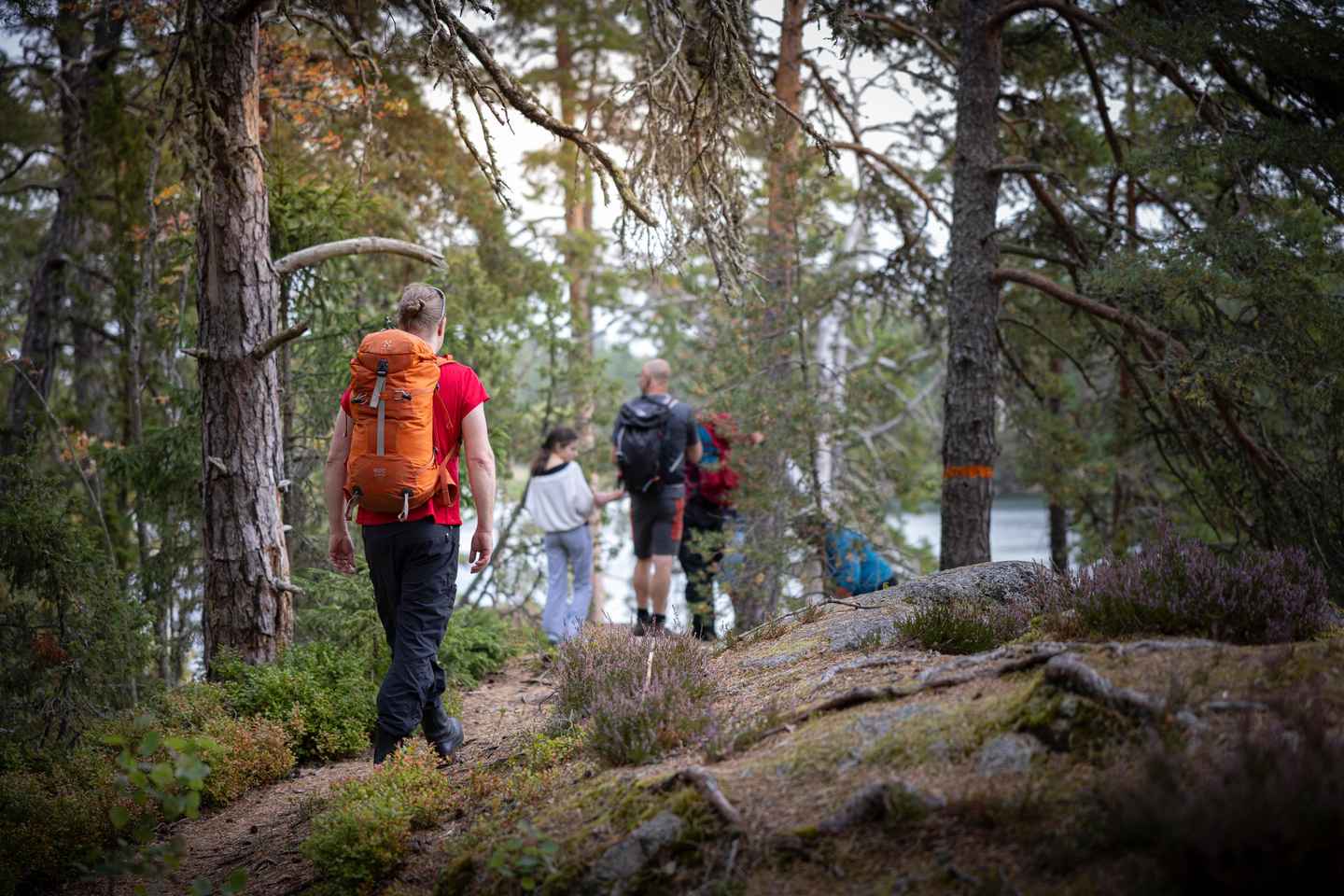 Tiveden National park: Summer guided walk around Stenkälla