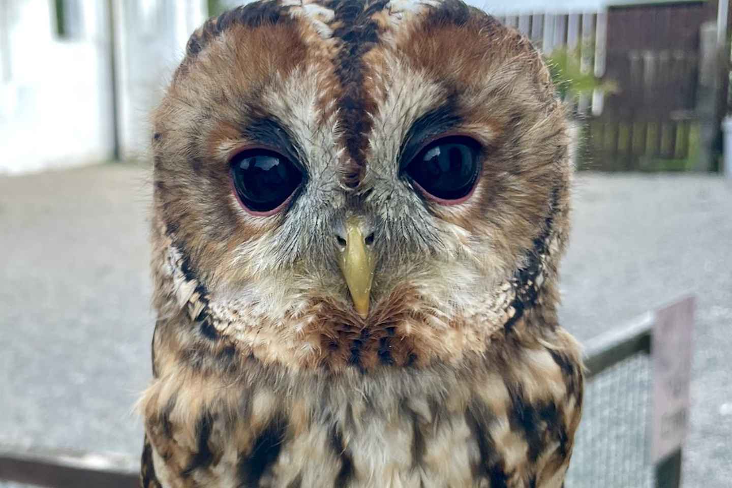 Wexford: Birds of Prey Experience and Heritage Park Entry
