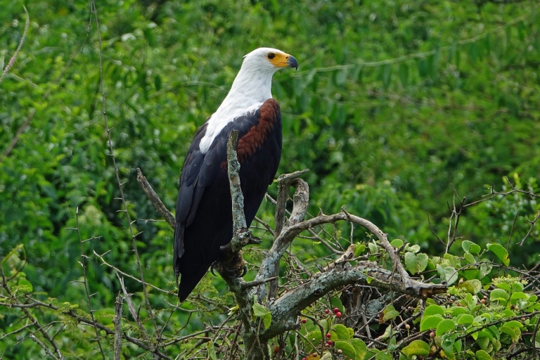 Oeganda: 4-daagse ervaring in het Queen Elizabeth National Park