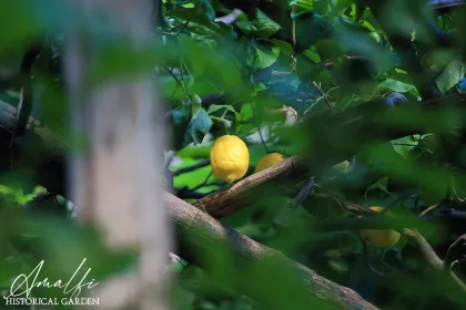 Privat: Amalfi-Zitronen-Tour im historischen Garten