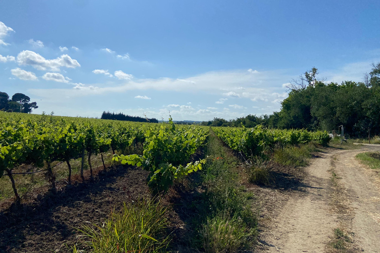 Visite guidée du Domaine &amp; Dégustation de vins