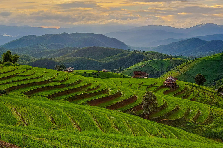 Chiang Mai : Pa Bong Piang risterrasser &amp; Doi Inthanon