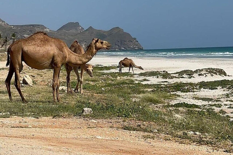 Salalah | Plage de Fazayah, plage de Mughsail et arbres à encens