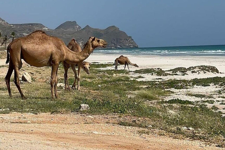 Salalah | Plage de Fazayah, plage de Mughsail et arbres à encens