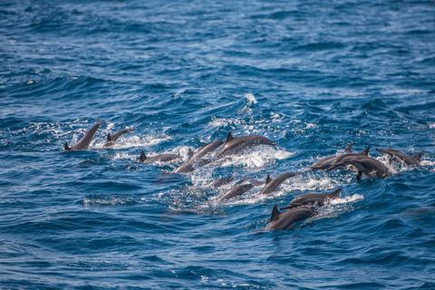 Mauritius: Whale and Dolphin Watching Speedboat Tour