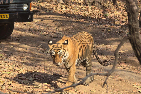 8-Day Golden Triangle Tour With Ranthambore & Jhalana Safari Tour With 3-Star Hotel Recommendation