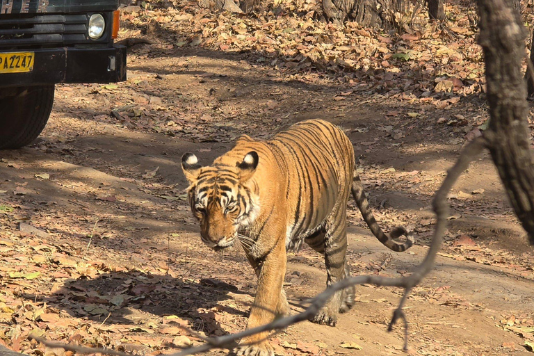 8-Day Golden Triangle Tour With Ranthambore & Jhalana Safari Tour With 3-Star Hotel Recommendation