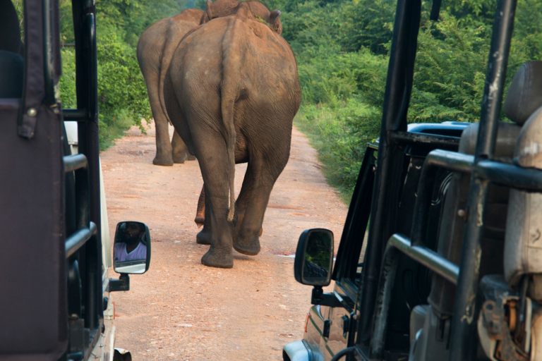 From Kandy: 4-Day Sri Lanka Hill Country Tour with Udawalawe