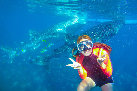 Cebu: 2-Day Island-Hopping, Canyoneering, and Whale Shark