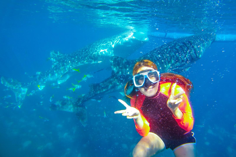 Cebu: 2-Day Island-Hopping, Canyoneering, and Whale Shark