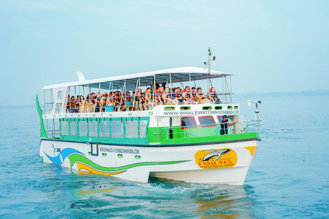 Mirissa: Whale watching day trip from Colombo and Ahungalla Pick up from Kosgoda, Ahungalla, Bentota, Beruwala, Kalutara