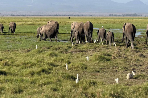 Mombasa: 5-Day Safari- Amboseli, SaltLick, Ziwani & Ngutuni
