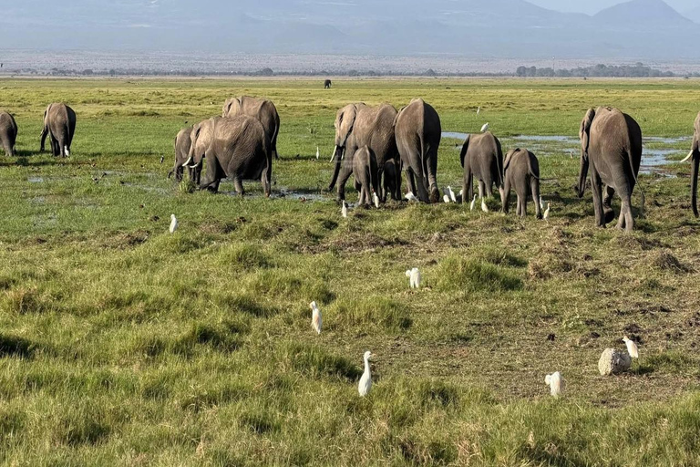 Mombasa: 5-Day Safari- Amboseli, SaltLick, Ziwani & Ngutuni